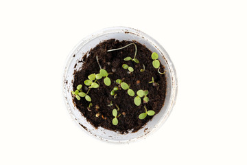 Top view young sprouts seedlings in plastic box on white background.