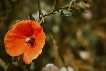 red poppy flower