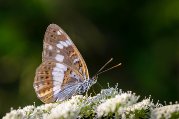 Butterfly collected nectar on flowering cow-parsnip