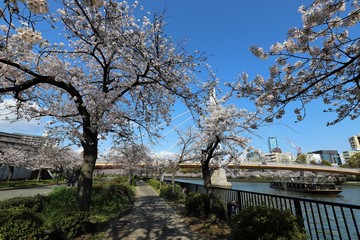 大阪の桜並木