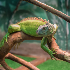 Naklejka na ściany i meble Green iguana, also known as common or American iguana on a branch against a forest background. portrait of an iguana.