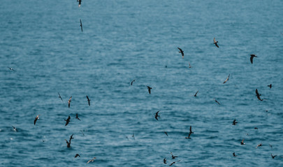 Flying Gal√°pagos Petrels
