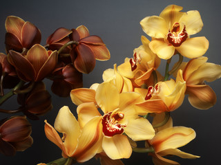 composition of beautiful yellow and brown cymbidium orchid on the dark grey background. concept of...