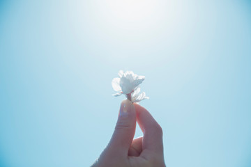 桜の花　子供の手　青空　太陽