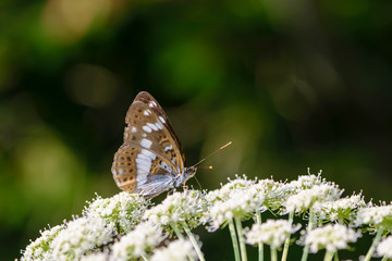 Fototapeta premium Butterfly collected nectar on flowering cow-parsnip