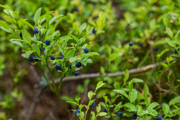 Forest blueberry grows in the natural habitat. Focus on one single berry with copy space.