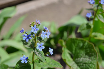 Spring flowers in the violet, white-blue and red tones blooming in the garden on the flower beds on April day.