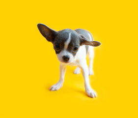 a cute little chihuahua dog on a yellow background