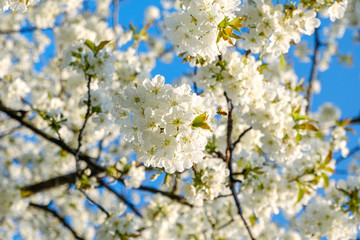 Fototapeta premium beautiful white cherry blossoms against a blue sky with radiant colors and a short depth of field