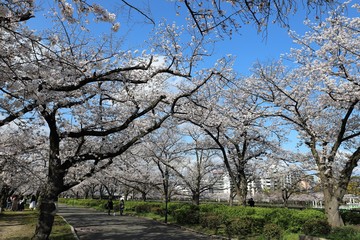 大阪の桜並木