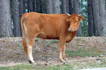 Cow wandering free in the mountain near Vradeto
