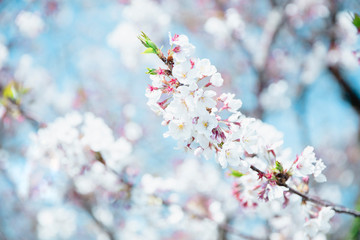 桜の花　青空