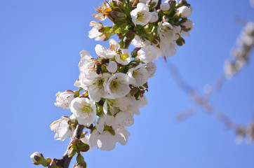 Cherry, apricot and peach tree flowers in spring. Pollination by bees of flowers on the branches.