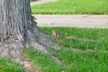squirrel getting ready to run up the side of a tree