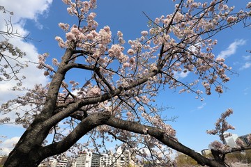 大阪の桜並木