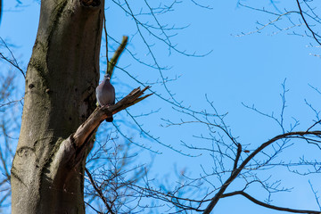 Pigeon on branch