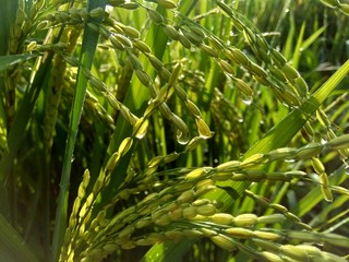 Close up of rice with natural background