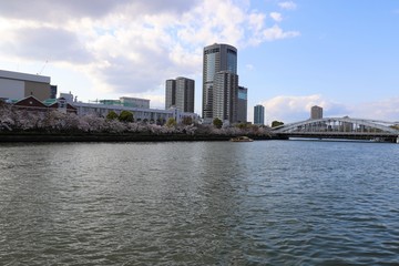 Fototapeta na wymiar 大阪の桜並木