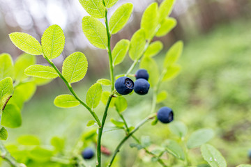 Forest blueberry grows in the natural habitat. Focus on one single berry with copy space.