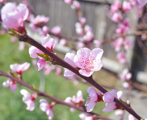 Cherry, apricot and peach tree flowers in spring. Pollination by bees of flowers on the branches.
