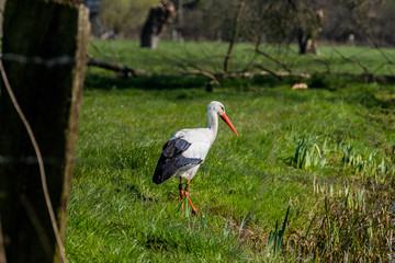 stork in the grass