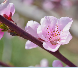 Cherry, apricot and peach tree flowers in spring. Pollination by bees of flowers on the branches.