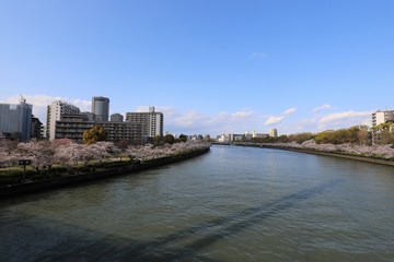 Fototapeta na wymiar 大阪の桜並木