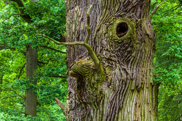 Die uralten Eichen von Ivenack