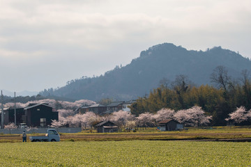 桜咲く田舎の風景と農夫