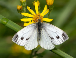 Small White Butterfly on a yellow flower