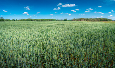 Panoramic view of beautiful farm landscape of green wheat field in late Spring, beginning of Summer in Europe, blue sky with clouds