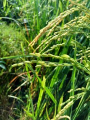 Close up of rice with natural background