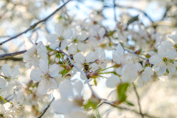 a honey bee sitting on beautiful white cherry blossoms against a blue sky with radiant colors and a short depth of field