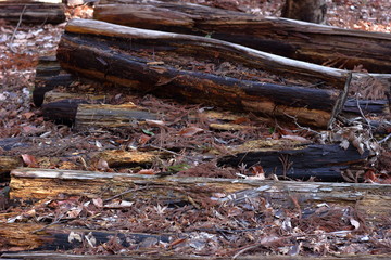 森の中の切り株、自然、林業、林、山奥