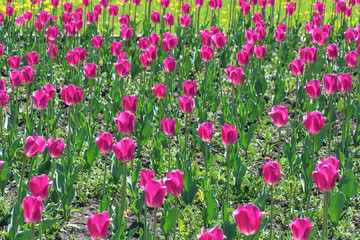 Obraz na płótnie Canvas Flower bed of luxuriously flowering tulip in the flowerbed
