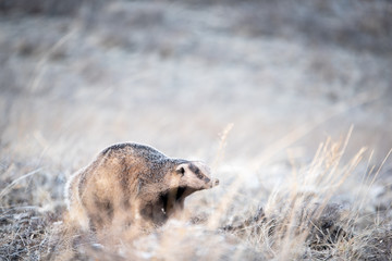 Badger in the field in early spring. Russia. © Ruslan Zagidullin