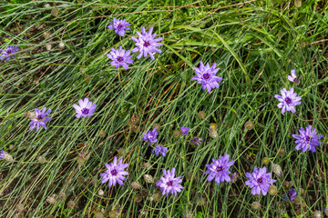 Delicate flowers of the garden cornflower, Centaurea