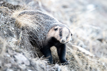 Badger in the field in early spring. Russia. © Ruslan Zagidullin