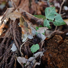 枯れ葉、虫に食われた葉っぱ、自然の山