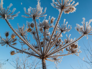Pflanze mit Eiskristallen