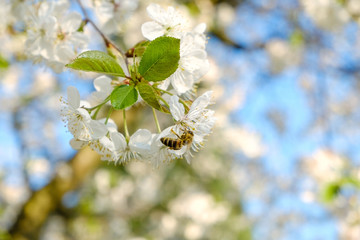 a honey bee sitting on beautiful white cherry blossoms against a blue sky with radiant colors and a short depth of field