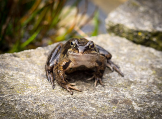Brown frog on the side of the pond