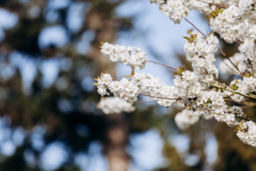Branches of a flowering Apple tree. Blooming Apple tree in the white garden