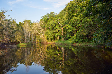 Fototapeta na wymiar Tropical forest or humid forest with clear rivers which can see the sky and trees.