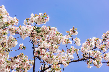 apple blossoms in spring on the sky background. Beautiful Apple blossoms.