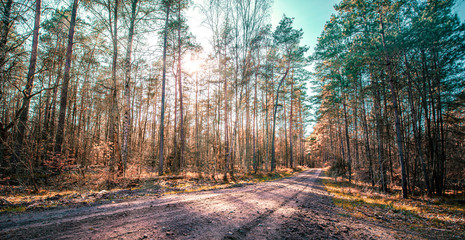 Waldszene mit Waldweg im Gegenlicht