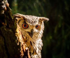 Owl portrait with orange eyes