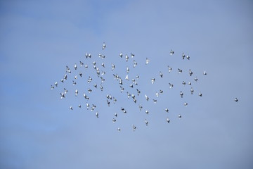 Ein Schwarm von Tauben fliegen durch den blauen, wenig bewölkten Himmel.  