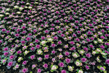 Decorative cabbage Pule field in the garden