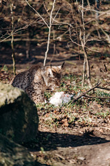 Obraz premium Lynx eating. Lynx with prey in the mouth. Lynx caught prey and eats